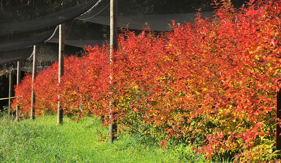 Blueberry bushes in Autumn