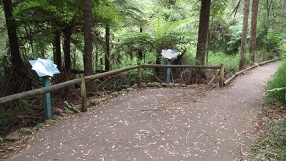 Margaret Lester Forest Walk
