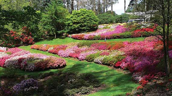 National Rhododendron Gardens